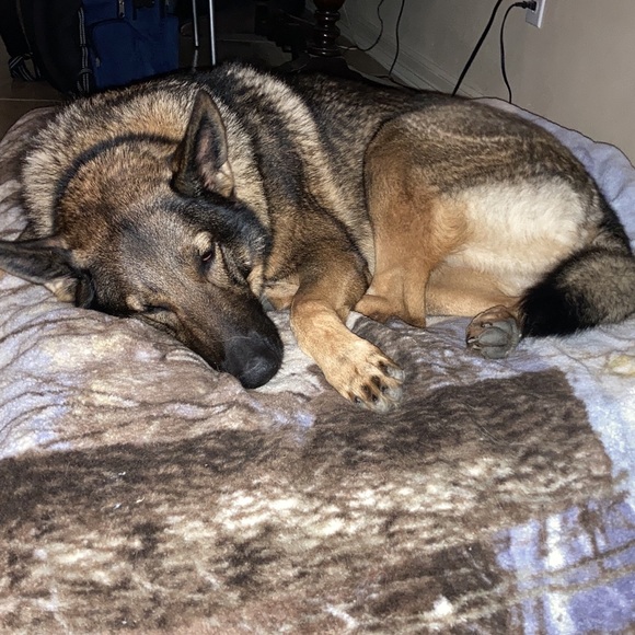 SC - Picture 1 of 17